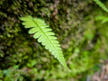 Close-up of green leaves