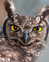 Close-up portrait of owl