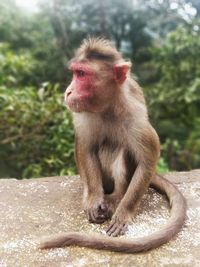 Close-up of monkey sitting on plant