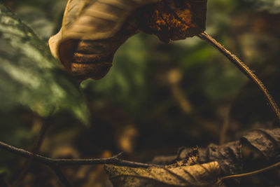 Close-up of dried plant on field