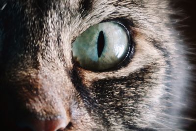 Close-up of cat eye