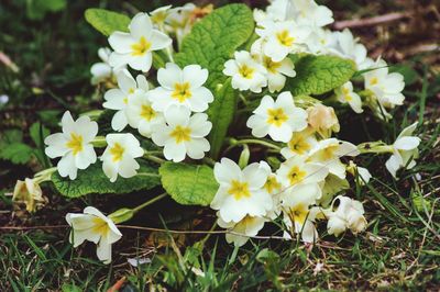 Close-up of white flowering plants