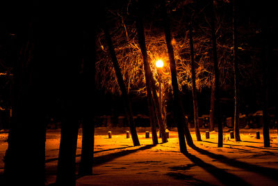 Trees at night during winter