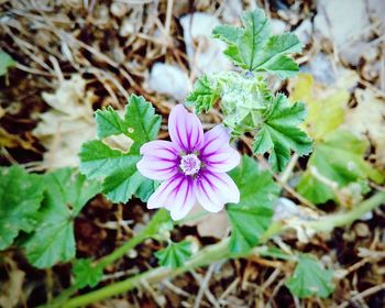 Close-up of purple flowers blooming outdoors