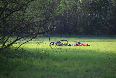 Horse cart on grass against trees