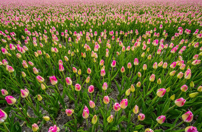 Pink tulips growing on field