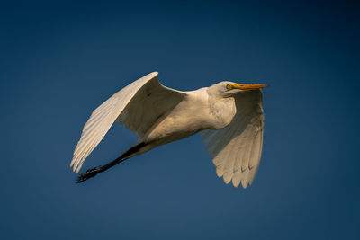 Close-up of bird flying against clear blue sky