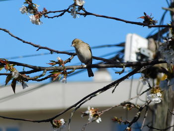 Low angle view of bird perching on branch