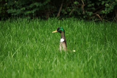 Bird flying over grassy field