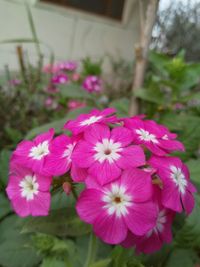 Close-up of pink flowers blooming outdoors