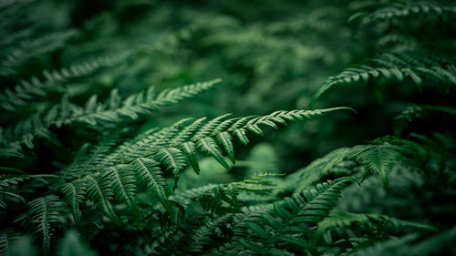 ferns and horsetails