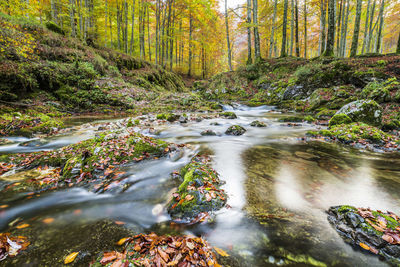 Stream flowing amidst trees in forest