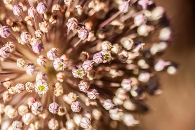 Close up of flowers