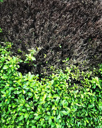 High angle view of plants growing on land