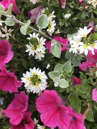 High angle view of pink flowering plants