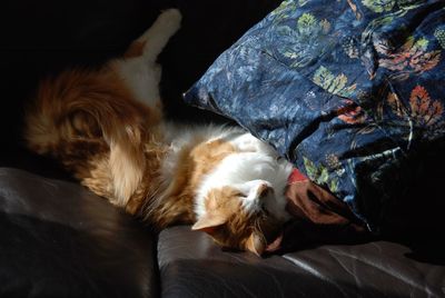 Dog sleeping on bed