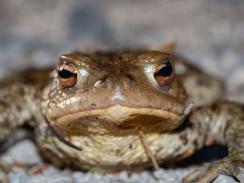 Close-up of frog