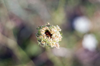 Minstrel bug inside a wild flower