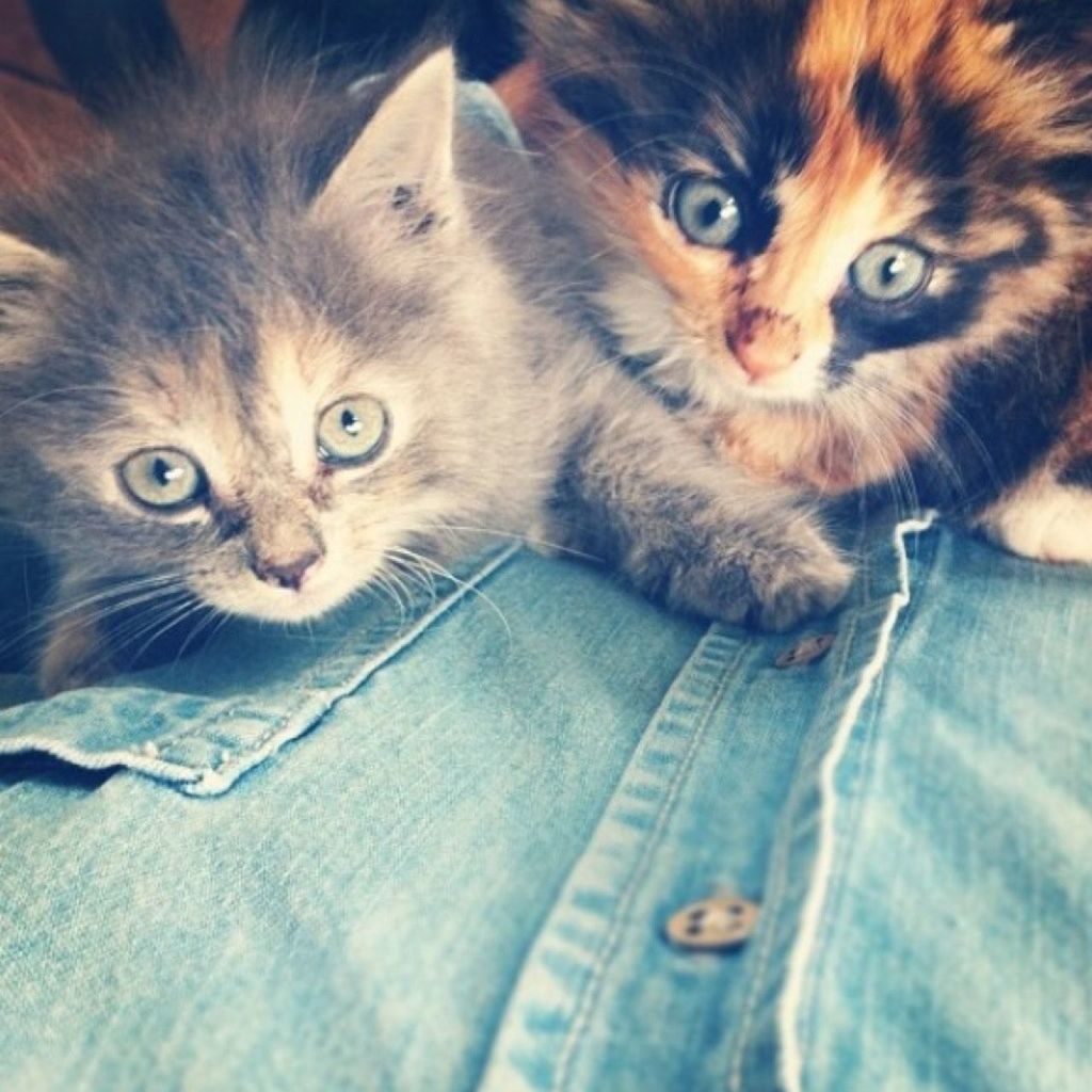 animal themes, pets, domestic animals, one animal, domestic cat, mammal, looking at camera, portrait, cat, feline, whisker, indoors, young animal, two animals, sitting, kitten, alertness, close-up, staring, front view