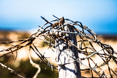 Close-up of insect on branch against sky