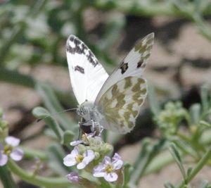 Close-up of butterfly on flower