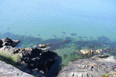 High angle view of turtle in sea