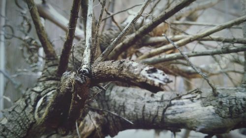 Close-up of lizard on tree