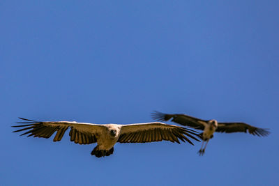 Low angle view of eagle flying against clear blue sky