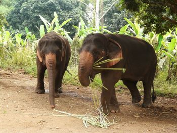 View of elephant in forest