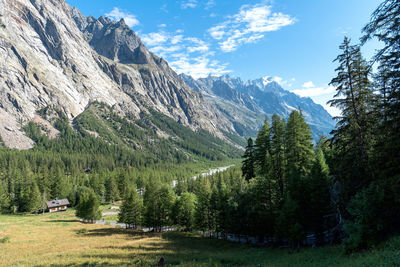 Scenic view of pine trees against sky