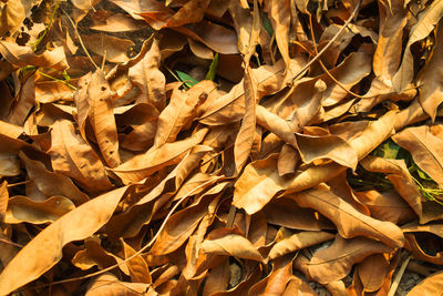 Full frame shot of dried autumn leaves on field