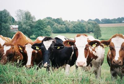 Cows with livestock tags standing by barbed wire fence on field