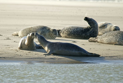 Seals playing on a sandbank in front of the dutch nordsea shore