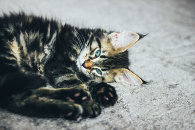 Close-up of cat relaxing on floor