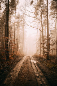 Dirt road amidst trees in forest