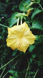 Close-up of yellow flower