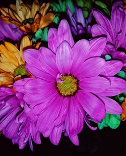 High angle view of pink flowering plant