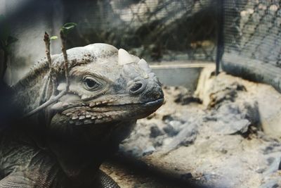 Close-up of a lizard