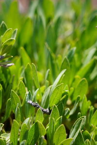 Full frame shot of fresh green plant