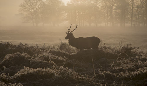 Silhouette horse on field in forest