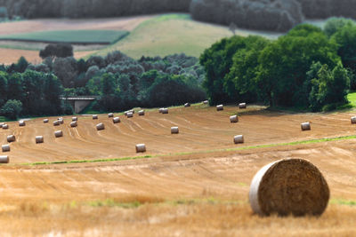 Hay bales on field