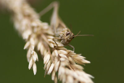 Close-up of insect on flower