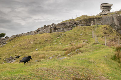 View of a horse on field