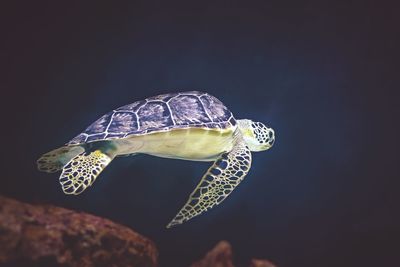Close-up of a turtle in the sea