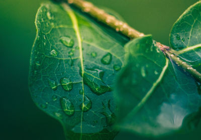 Close-up of water drops on leaf