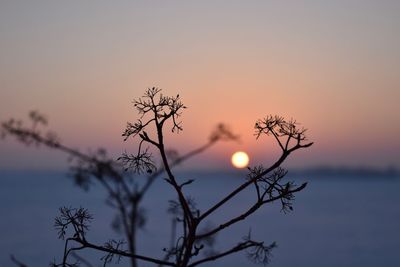 Silhouette tree against sea during sunset