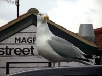 Low angle view of bird perching on ceiling