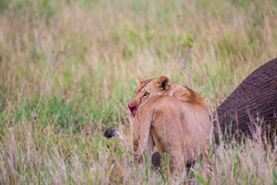 Lioness on field