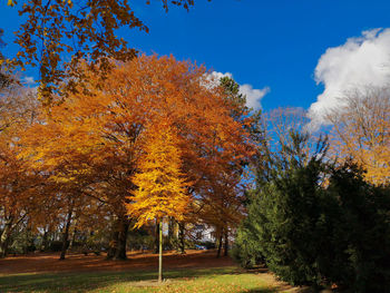 View of autumnal trees against blue sky