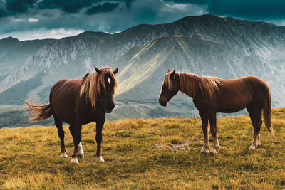 Horses standing in a field